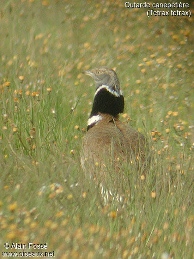 Outarde canepetière