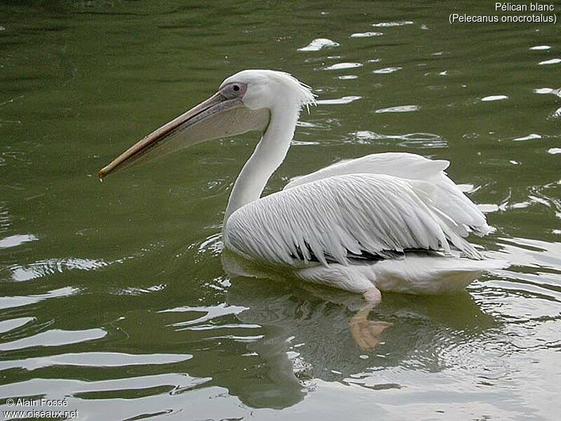 Great White Pelican