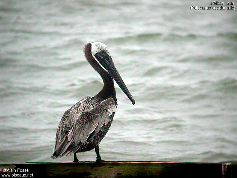 Brown Pelican