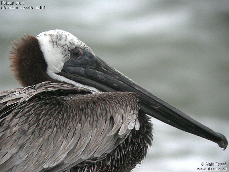 Brown Pelican