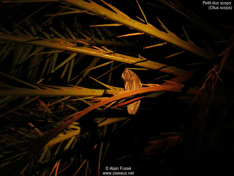 Petit-duc scops