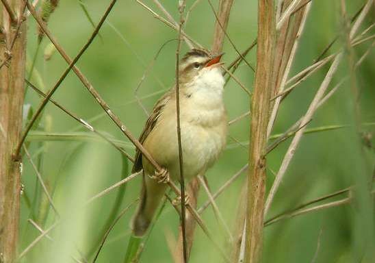 Sedge Warbler