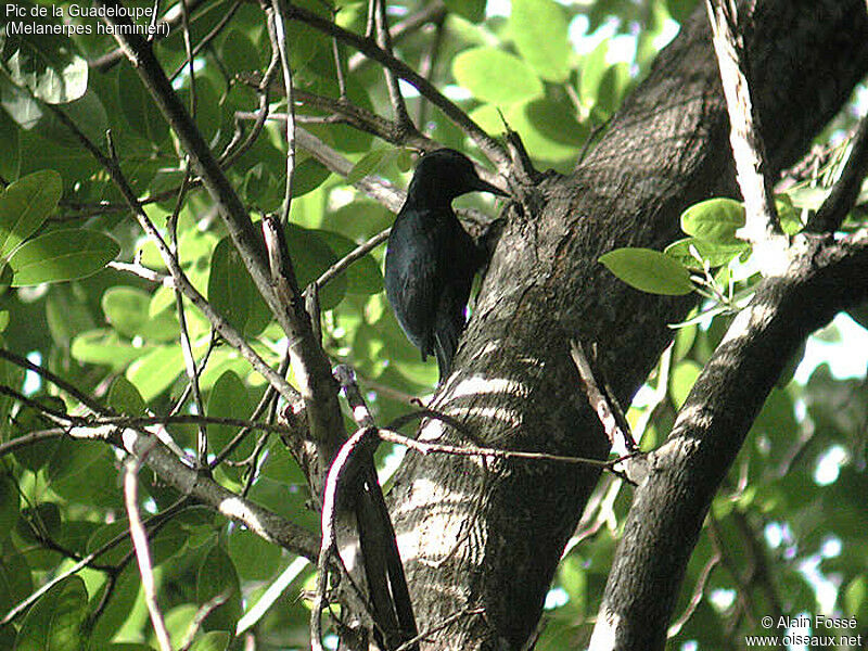 Guadeloupe Woodpecker