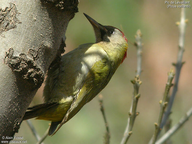 Levaillant's Woodpecker