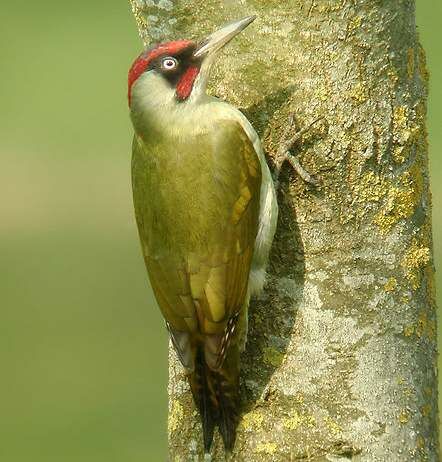 European Green Woodpecker