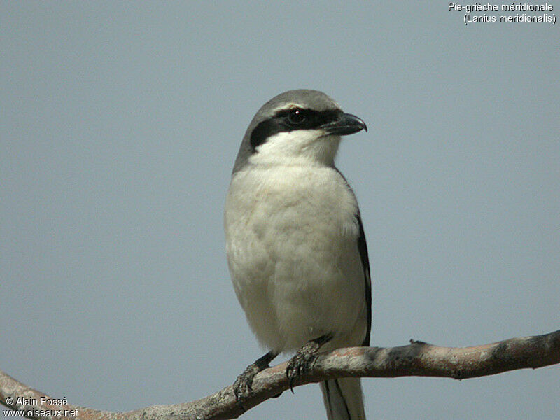 Iberian Grey Shrike