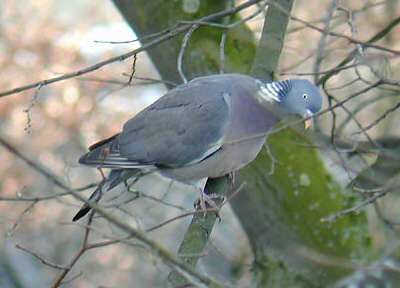 Common Wood Pigeon