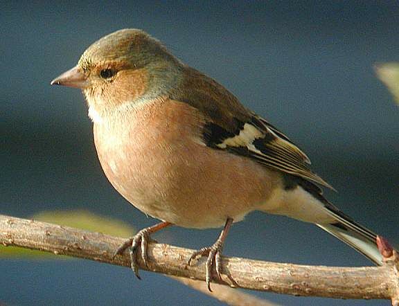 Eurasian Chaffinch