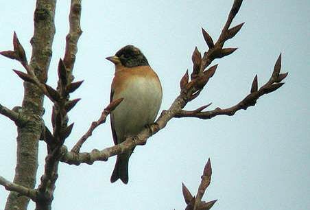 Brambling