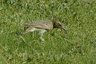 Pipit à gorge rousse