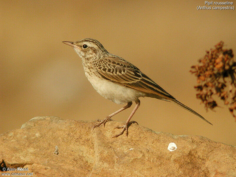 Pipit rousseline