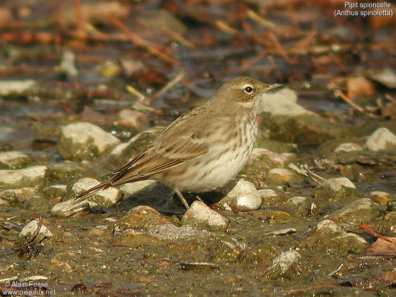 Pipit spioncelle