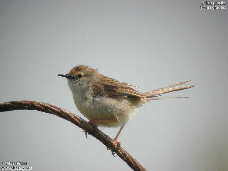 Prinia gracile