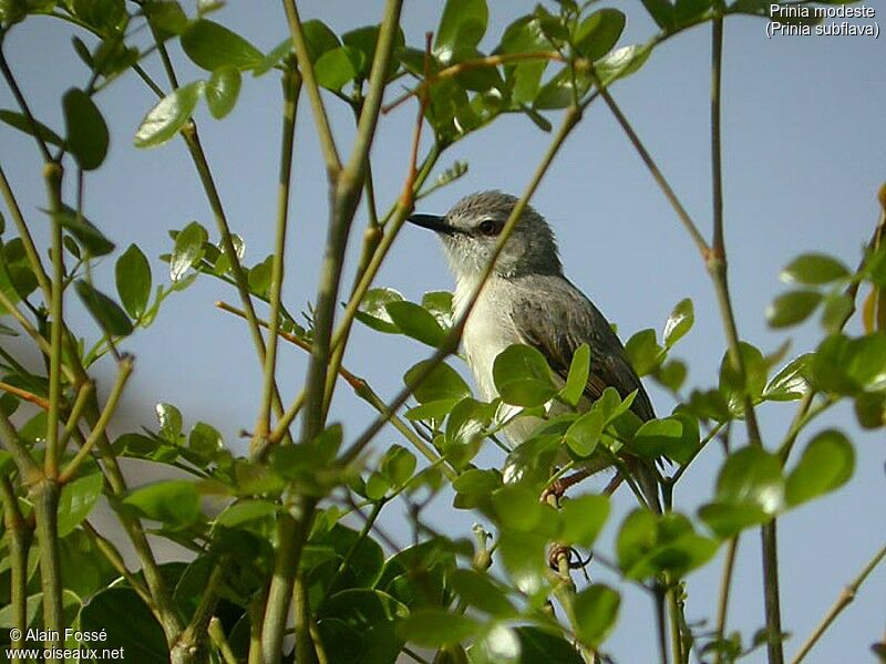 Prinia modeste