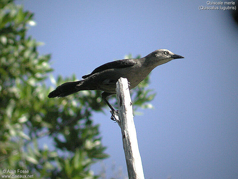 Carib Grackle