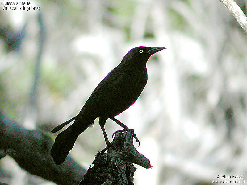 Carib Grackle