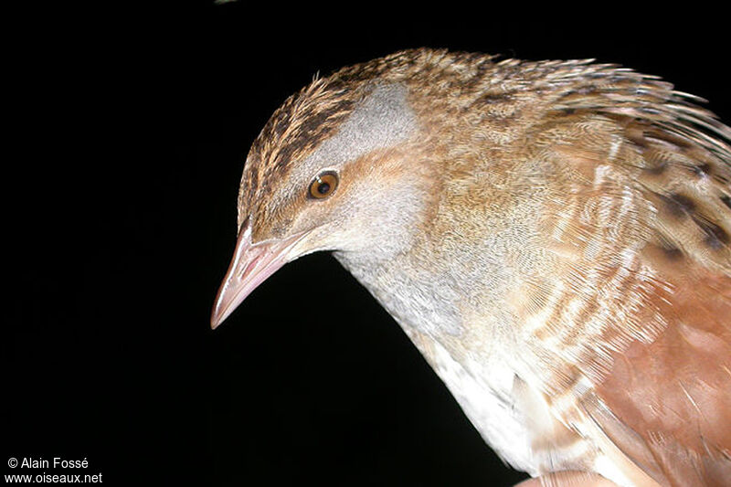 Corn Crake male adult