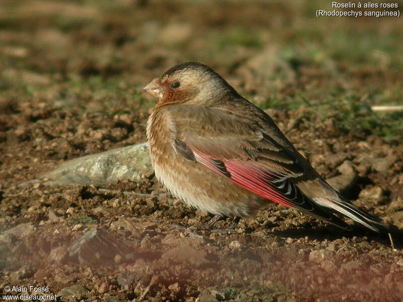 Asian Crimson-winged Finch