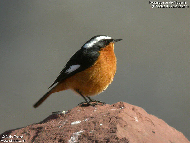 Rougequeue de Moussier