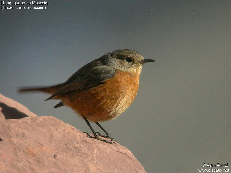 Moussier's Redstart