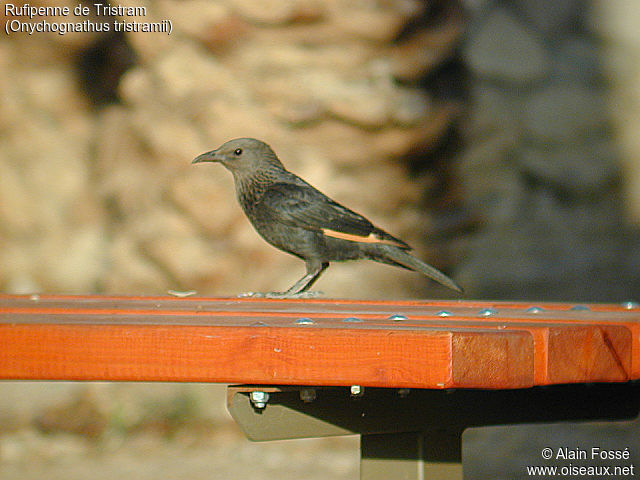 Tristram's Starling