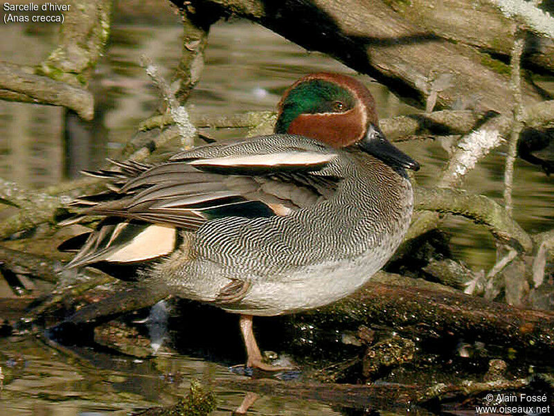 Eurasian Teal