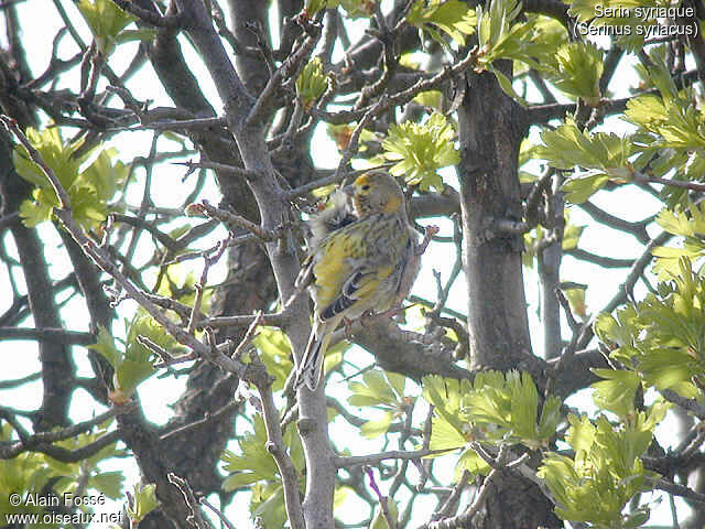 Syrian Serin