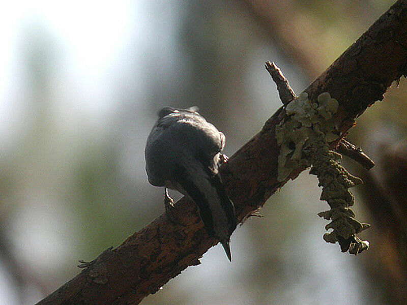 Giant Nuthatch