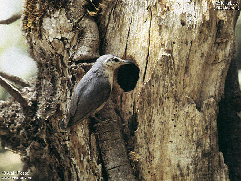 Algerian Nuthatch