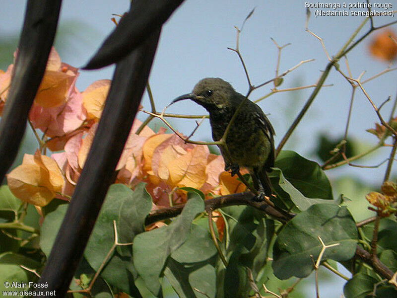 Scarlet-chested Sunbird