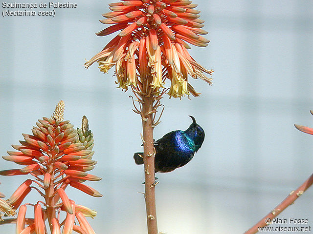 Palestine Sunbird