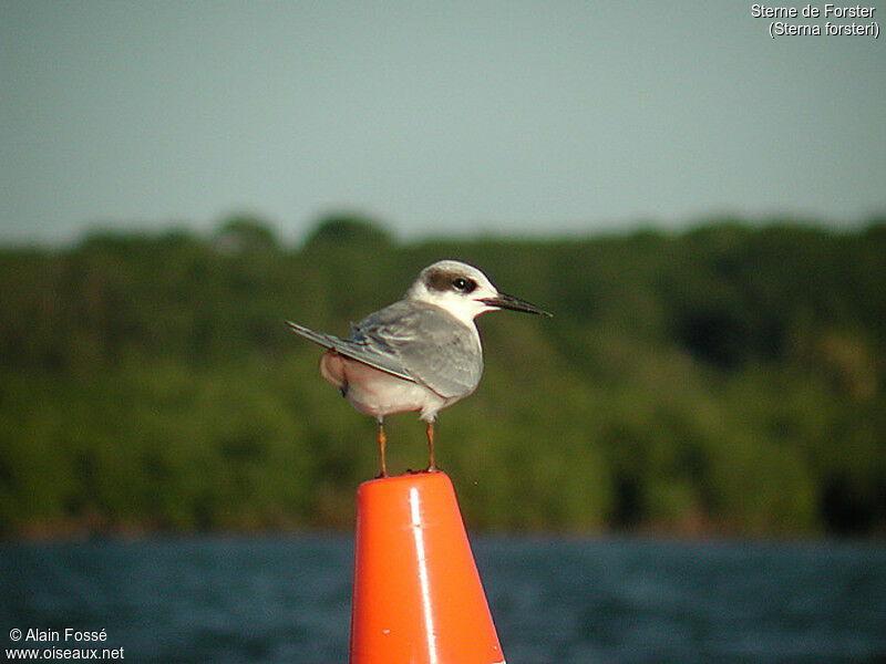 Forster's Tern