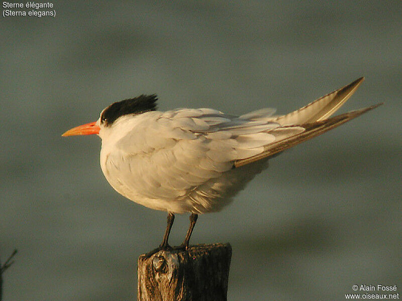 Elegant Tern