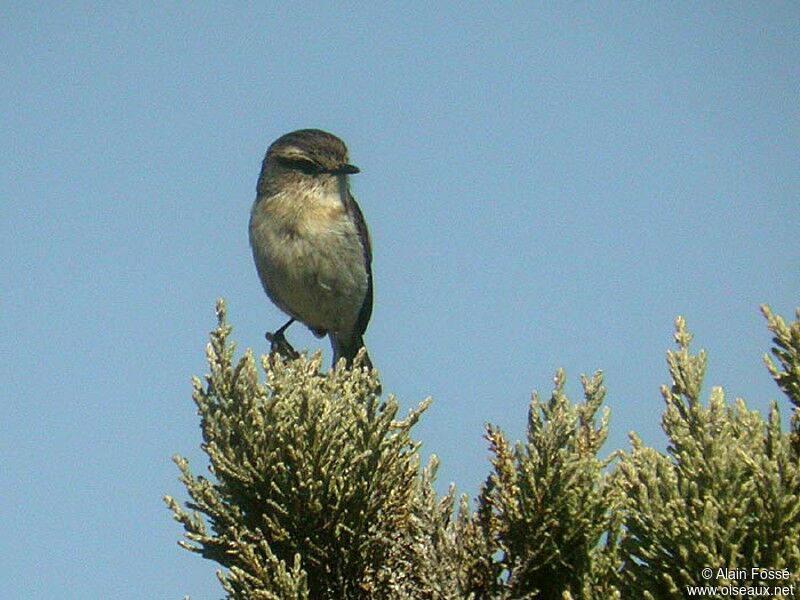 Reunion Stonechat