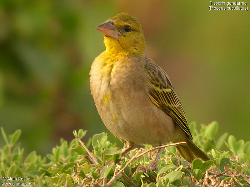 Village Weaver