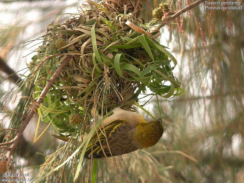 Village Weaver