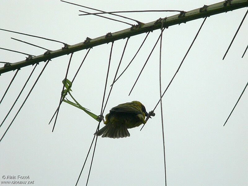 Village Weaver