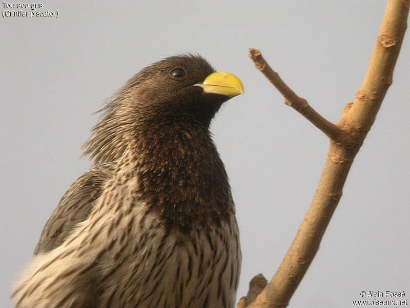 Western Plantain-eater