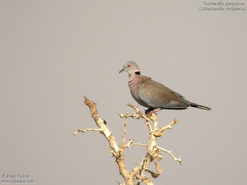 Mourning Collared Dove