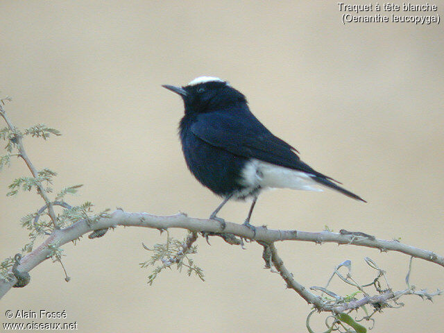 White-crowned Wheatear