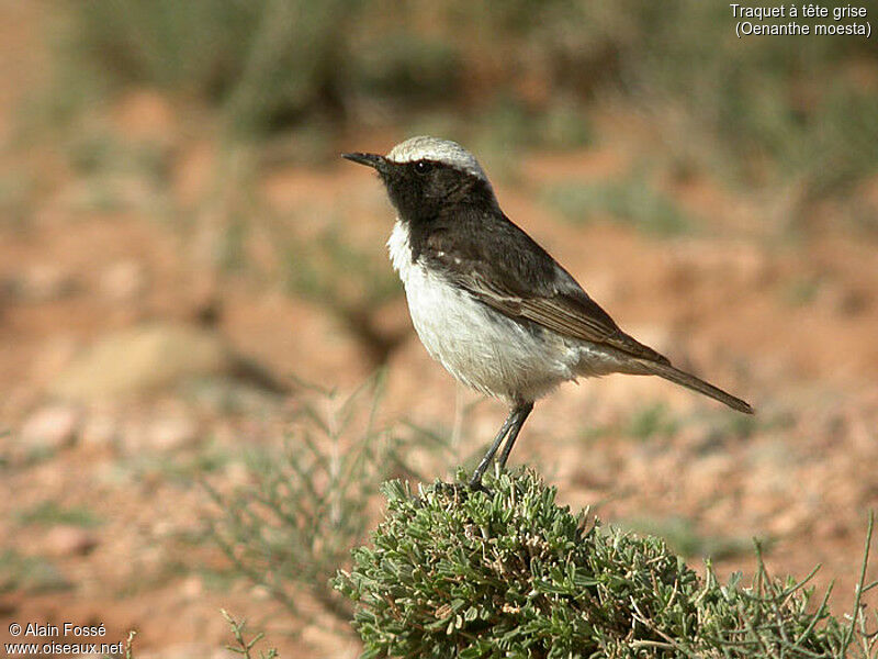 Red-rumped Wheatear