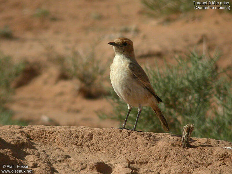 Red-rumped Wheatear