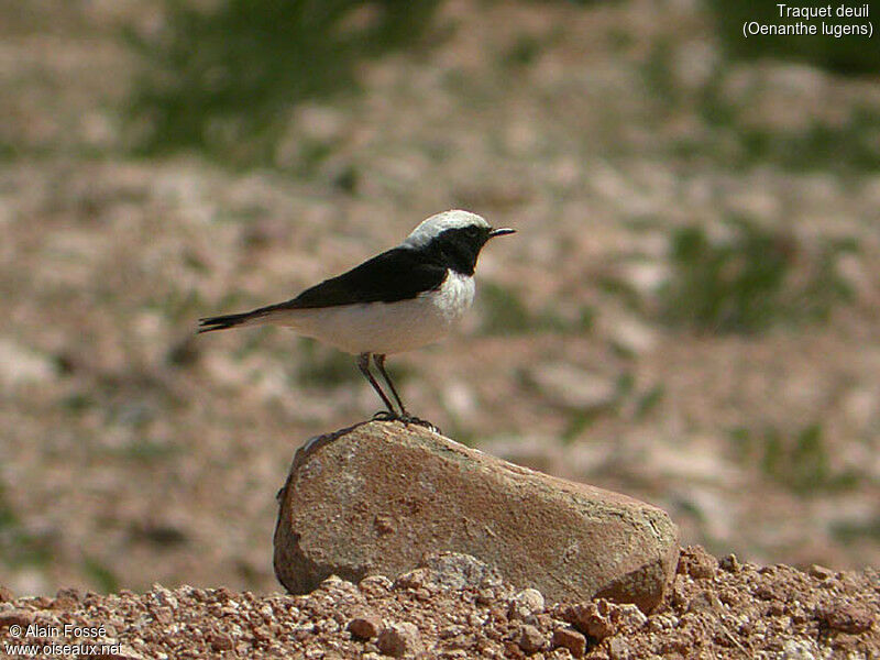 Mourning Wheatear