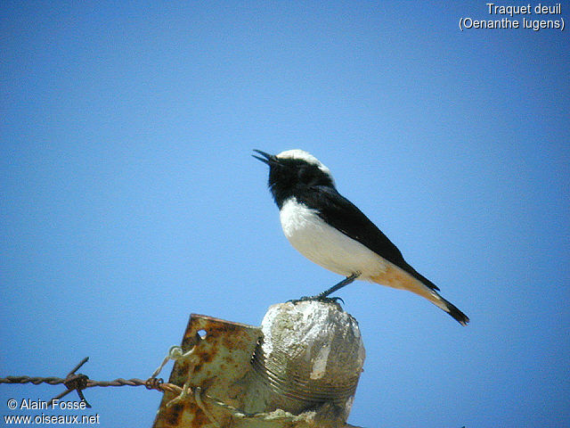 Mourning Wheatear