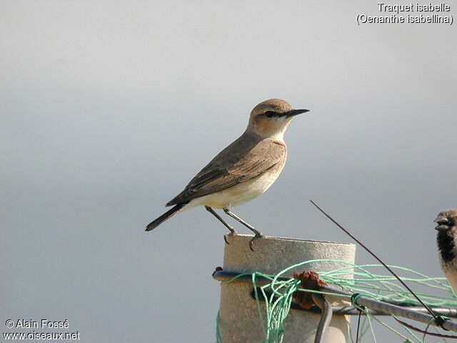 Isabelline Wheatear