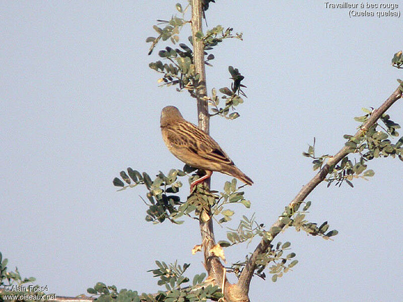 Red-billed Quelea