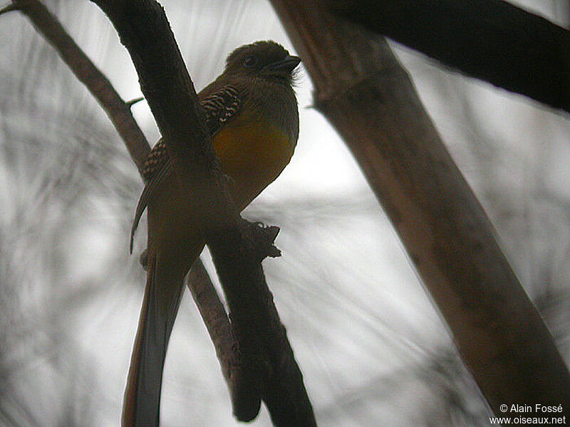 Orange-breasted Trogonadult