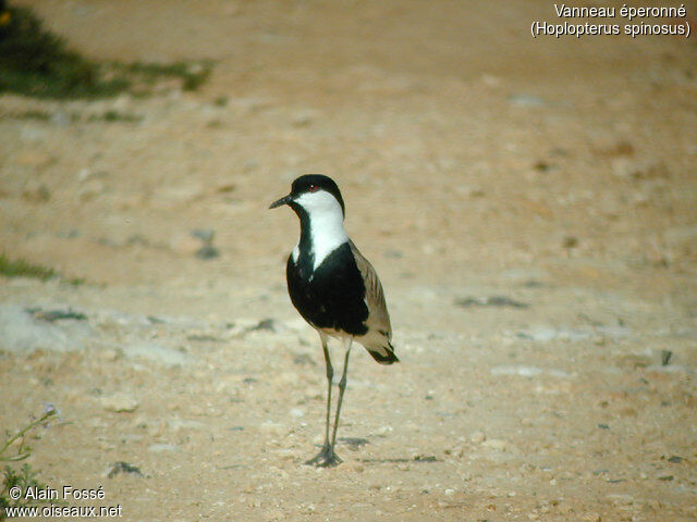 Spur-winged Lapwing