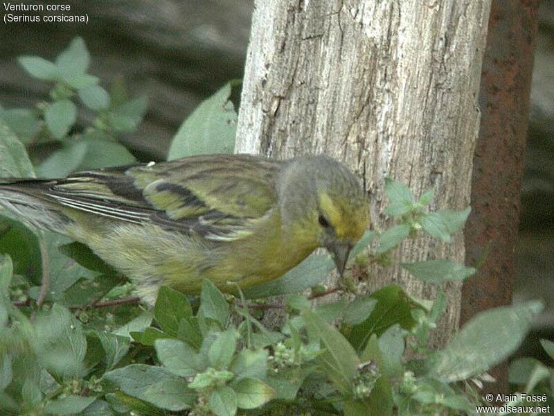 Corsican Finch