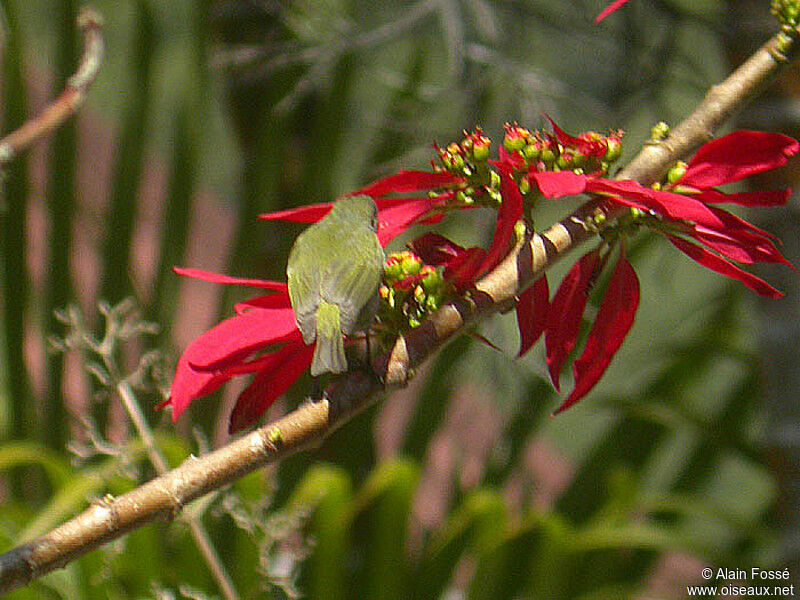 Zostérops de la Réunion